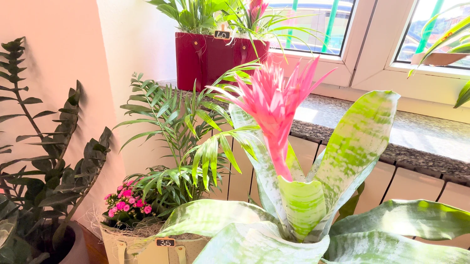 Una bromelia rosa e altre piante in vaso nell’atelier